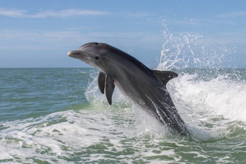 dolphin jumping out of the water