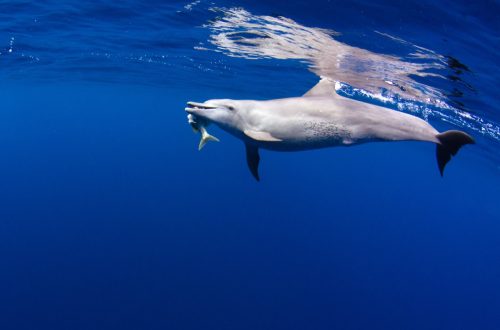 are dolphins dangerous - photo of dolphin with fish in its mouth
