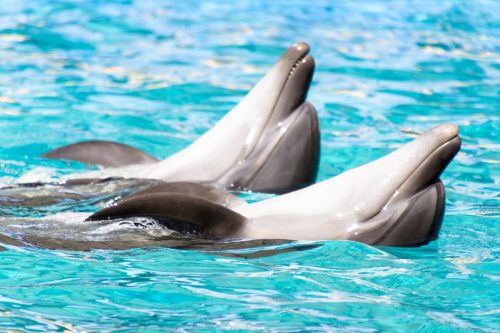dolphins swimming with their bellies up
