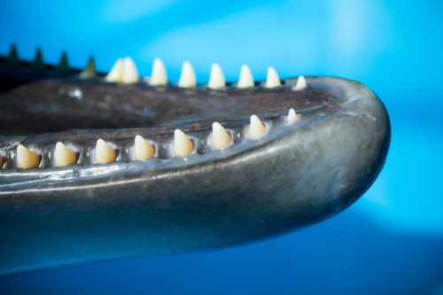 are dolphins dangerous? close up of dolphin teeth