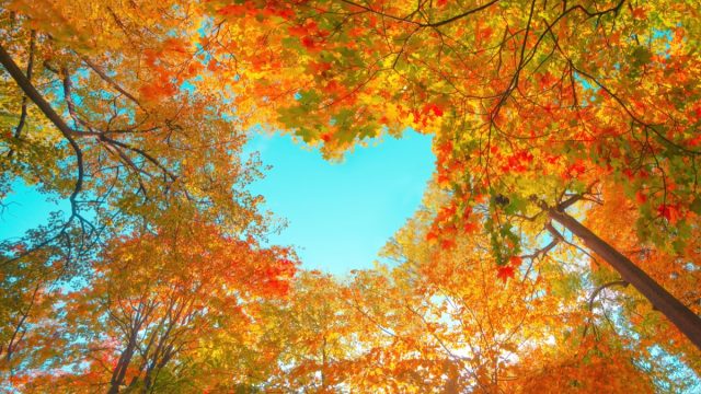 POV of fall foliage and blue skies
