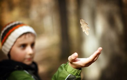 Boy outdoors, catching a falling leaf in the forest
