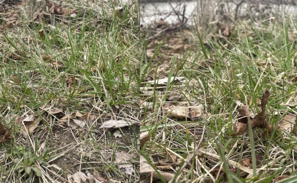 Two side-by-side images of a snake hiding in grass