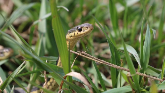 A garter snake hiding in grass