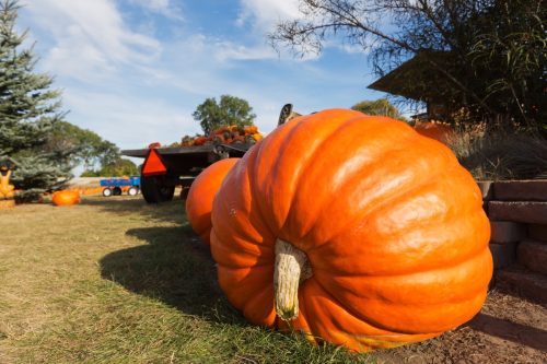 giant pumpkin