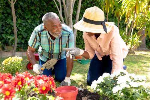 Senior African American couple spending time in their garden on a sunny day, planting flowers.