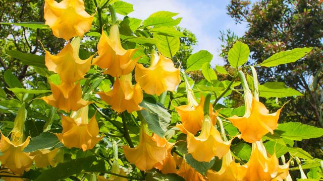 Close up of yellow flowers on a Datura plant on a sunny day