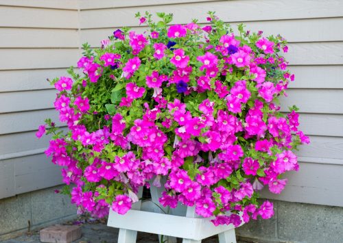 Big Pot of Petunias