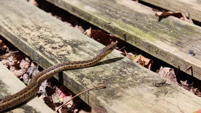 Snake Slithering up Steps