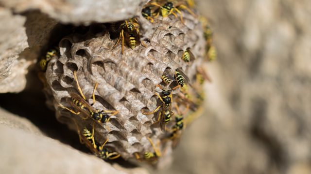 Wasp Nest Outside