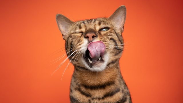 brown bengal cat making funny face