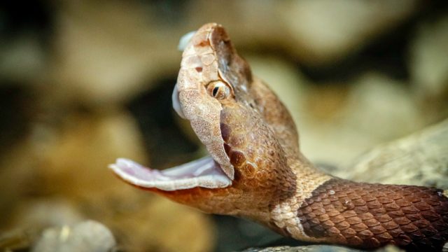 A close up of a copperhead snake opening its mouth