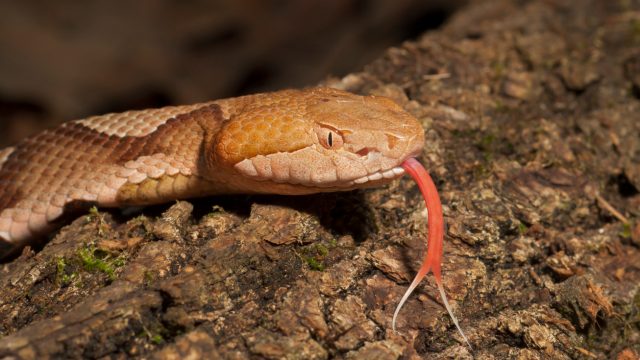 A close up of a copperhead snake on a log with its tongue out
