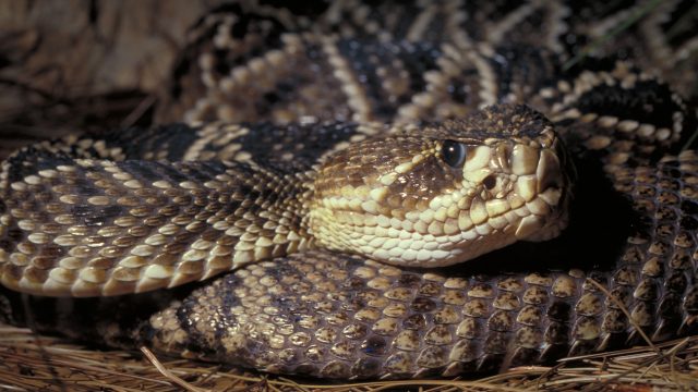 A closeup of a diamondback rattlesnake