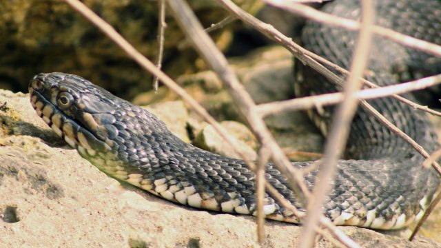 Florida Cottonmouth Snake among branches