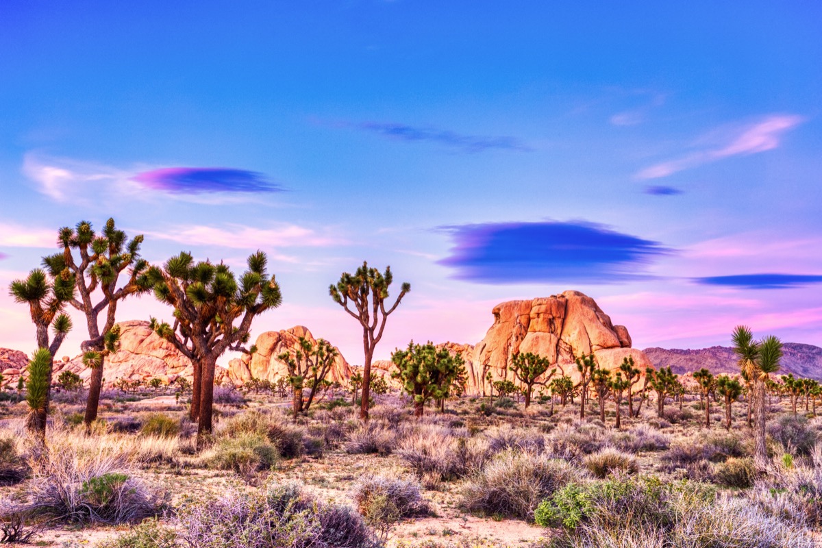 joshua. tree national park