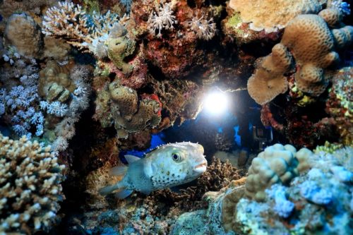 small sea creatures