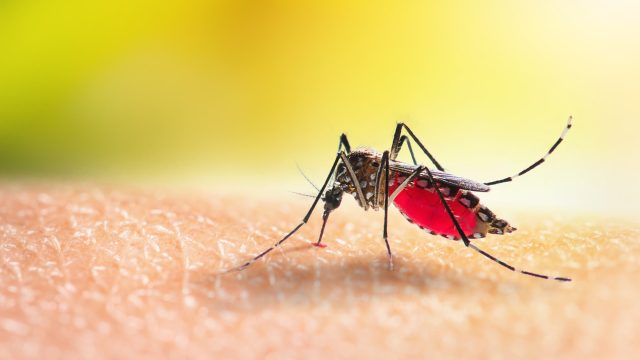 A close up of a mosquito sucking blood from someone's skin