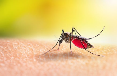 A close up of a mosquito sucking blood from someone's skin
