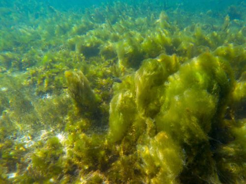  Mossy plant on coral reef. 