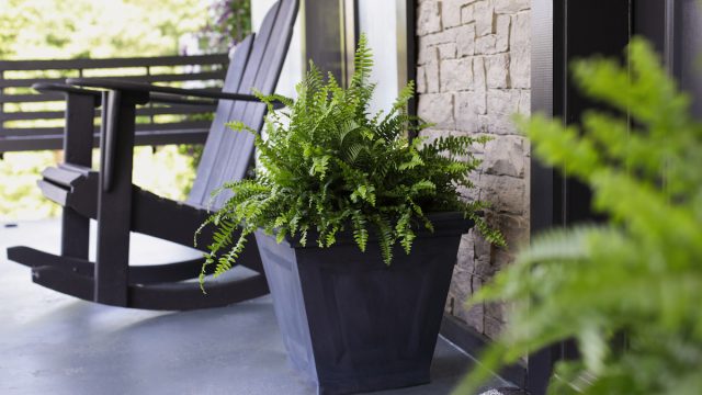 Boston ferns sitting on porch near front door way with rocking chair.