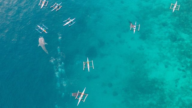 Aerial view from drone of fisherman feeding gigantic whale shark