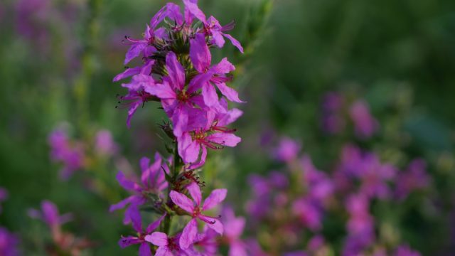close up of purple loosestrife flower