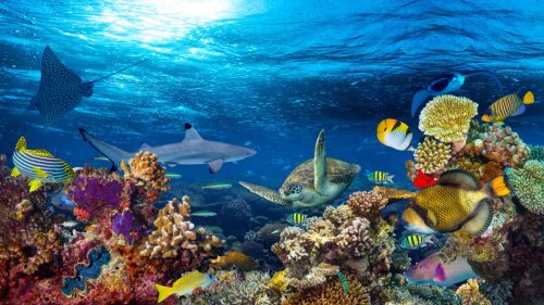 colorful underwater coral reef landscape