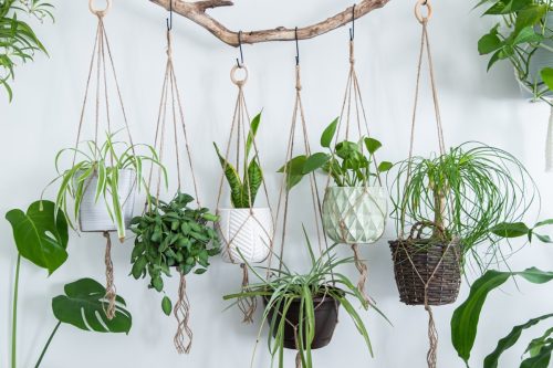 Collection of Hanging Plants
