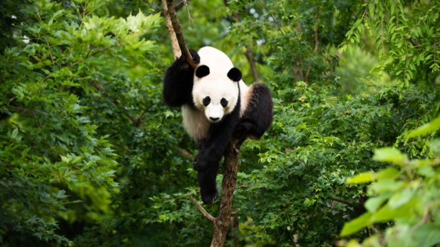 panda bei bei in tree at washington d.c. zoo