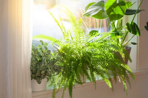 houseplants fittonia, nephrolepis and monstera in white flowerpots on window