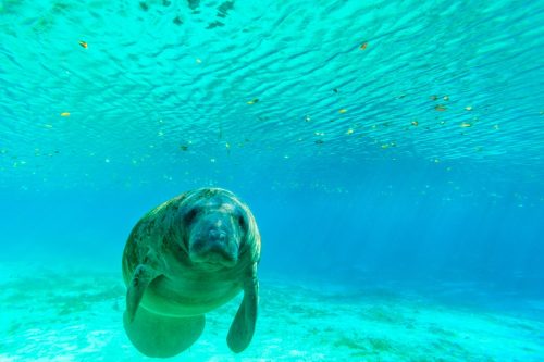 manatee in crystal river florida