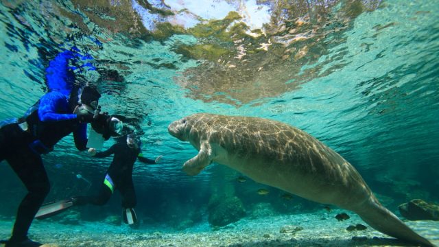 manatees crystal river