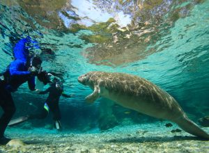 manatees crystal river