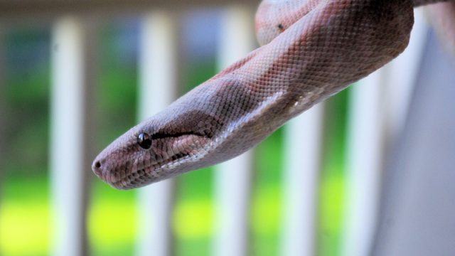 Snakes in the Grass