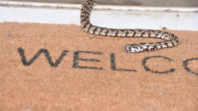 Venomous snake at the door of a house on a welcome mat