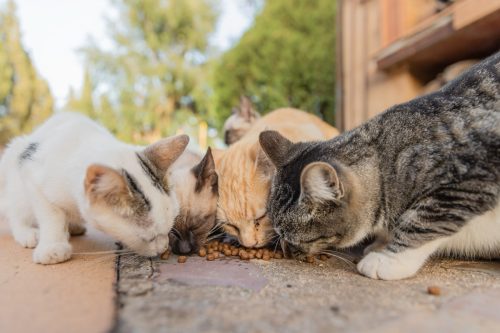 Colony of cats feeding.