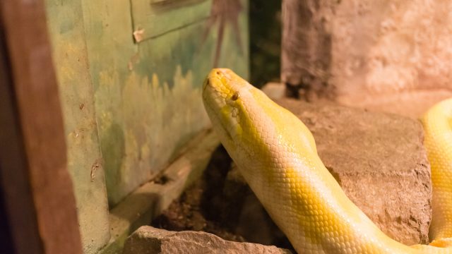 Yellow snake