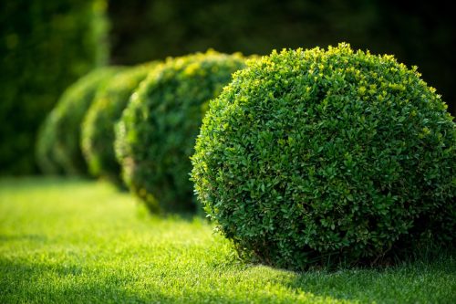 Boxwood Shrubs