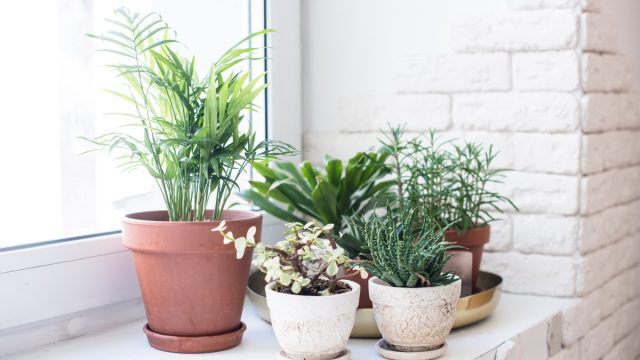 Collection of House Plants