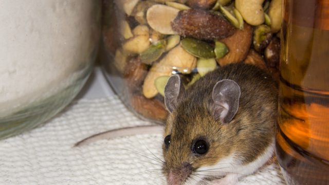 Mouse Hiding Next to Container of Nuts