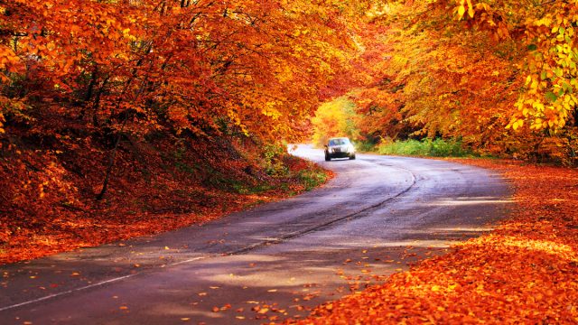 Car driving on a road surrounded by fall foliage