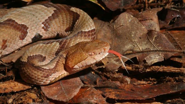 A copperhead snake in leaves flicking its tongue