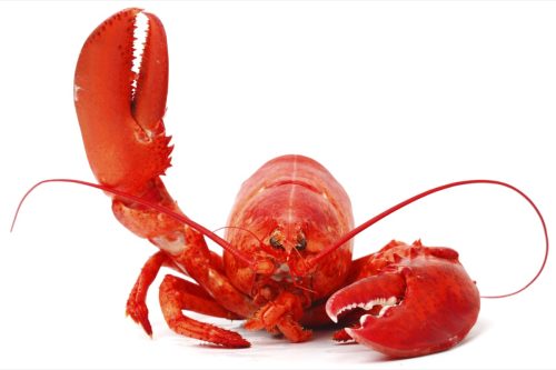 lobster