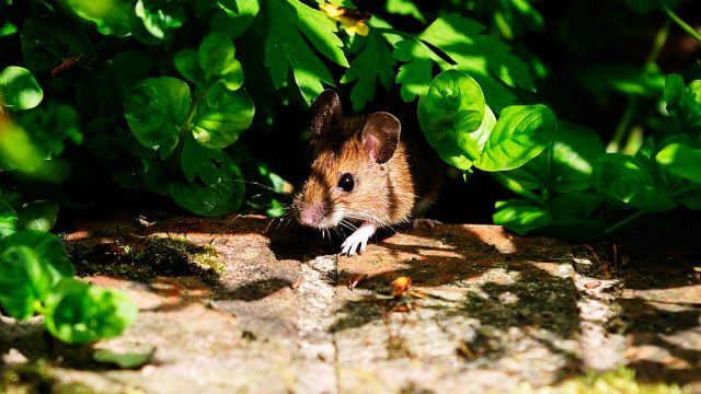 Mouse peeking out from a green plant outside