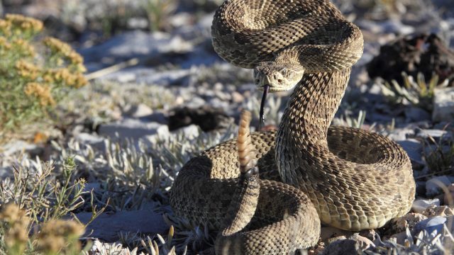 A rattlesnake in a dry area outside ready to strike