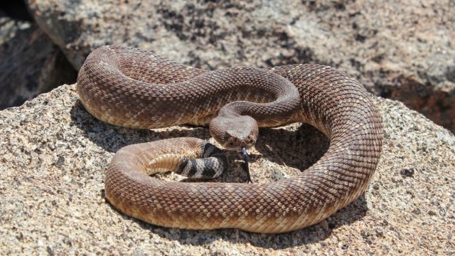 rattlesnake outdoors