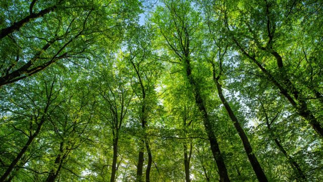 beech tree forest