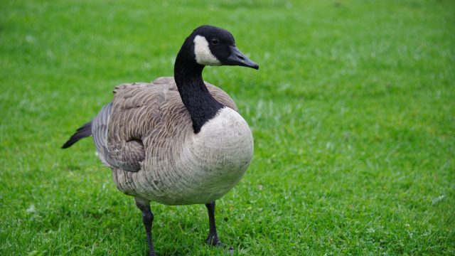 canada goose