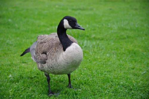 canada goose